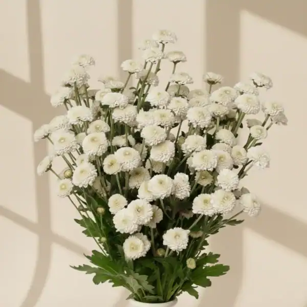 White Calimero - Image 3