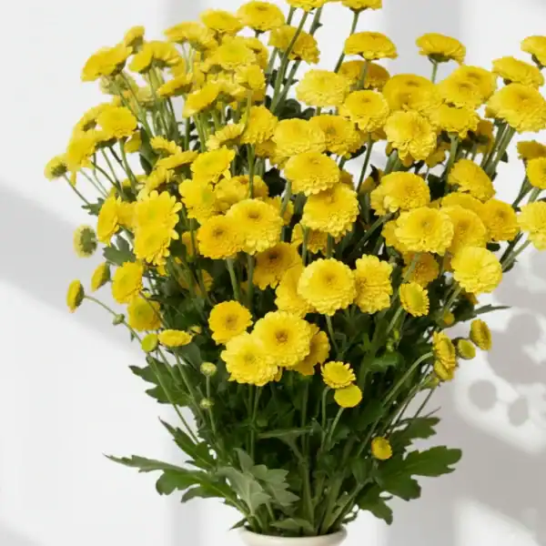Beautiful Yellow Calimero flowers