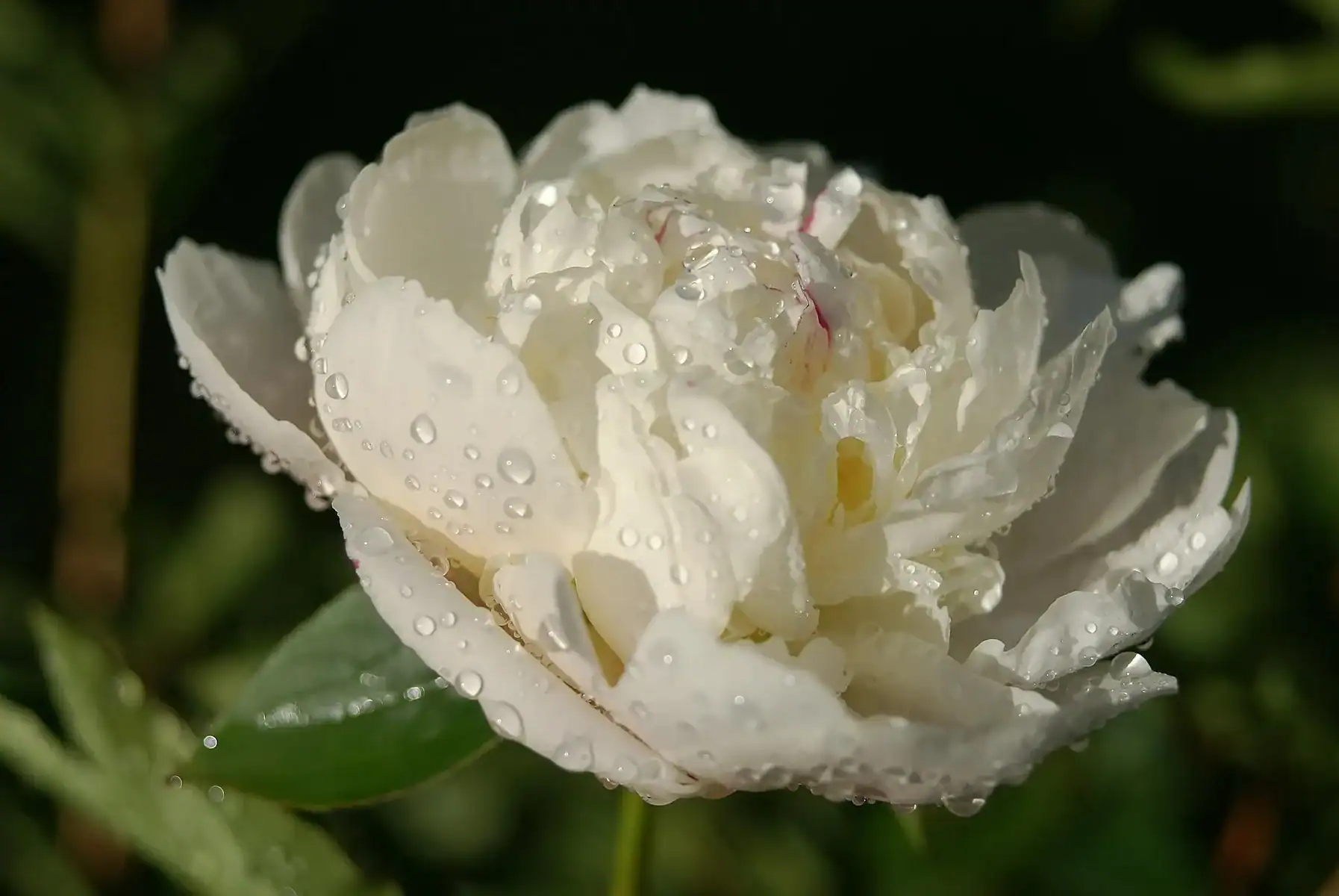 Close-up of a white peony flower covered in morning dew water droplets against a dark green background, fresh white peony bloom symbolizing purity and romance