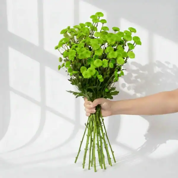 Green Calimero held in hand