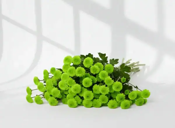 Green Calimero on table