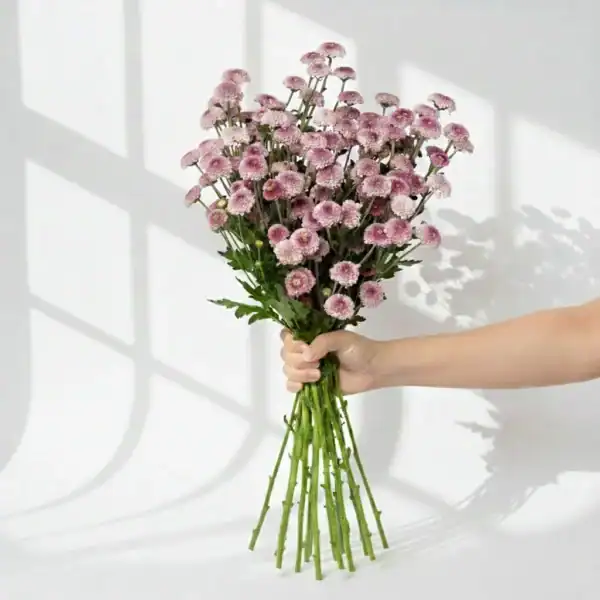 Purple Calimero held in hand