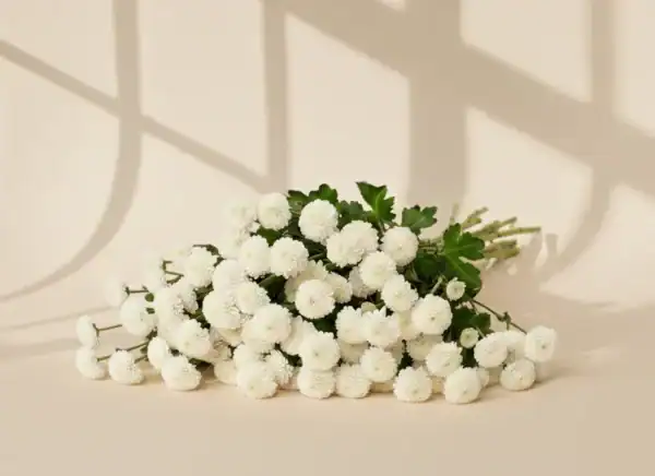 White Calimero - Image 4