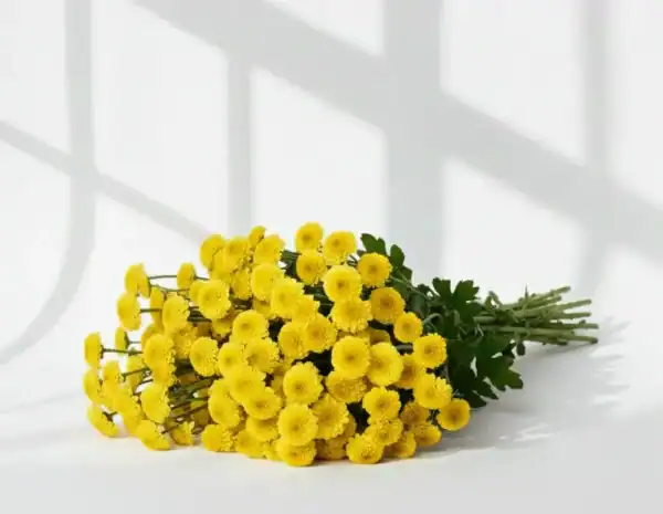 Yellow Calimero on Table