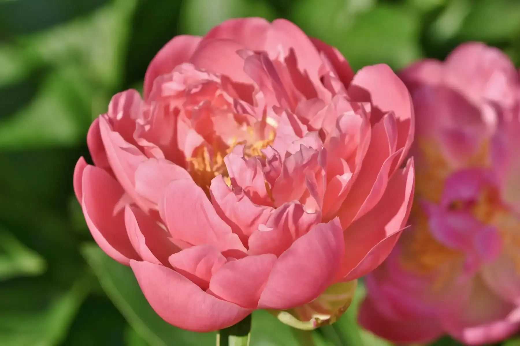 Close-up macro photograph of a fully open coral pink peony flower with layered ruffled petals and yellow center against green leaves, fresh peony flower in bloom